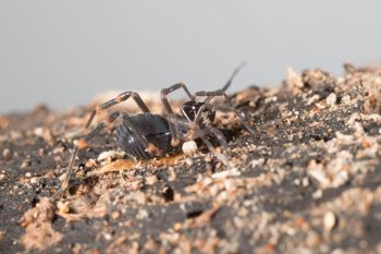 Media type: image;   Invertebrate Zoology 151528